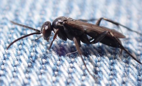 Réf. 330 667 : Agenioideus sp.